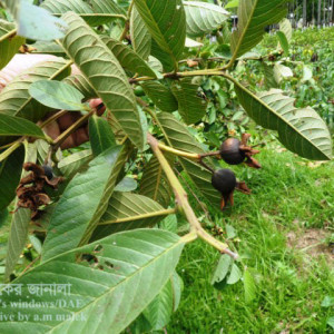 পেয়ারার ফল শুকিয়ে যাওয়া