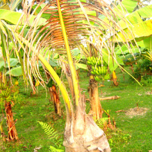 নারিকেলের পাতার ব্লাইট রোগ