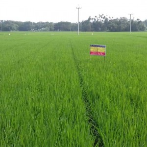 চাষী পর্যায়ে উন্নত মানের বীজ উৎপাদন